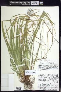 Carex debilis var. rudgei image