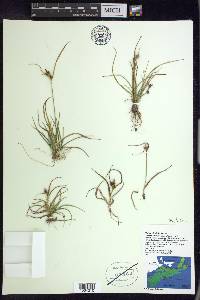 Carex viridula image