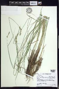 Carex prairea image