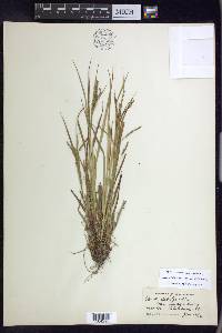 Carex debilis var. rudgei image