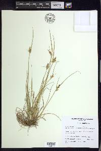 Carex viridula image