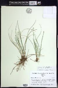 Carex retroflexa image