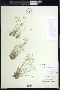 Cerastium brachypetalum image