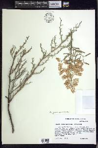 Polygonum americanum image