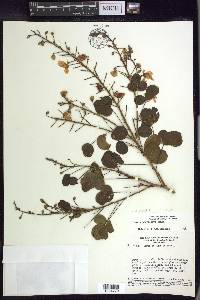 Chamaecrista brevicalyx image