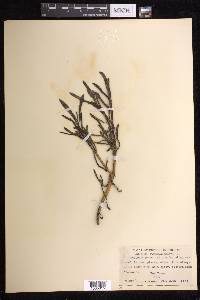 Sesuvium portulacastrum image