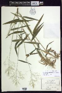 Dichanthelium dichotomum var. ramulosum image