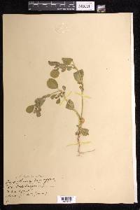 Trianthema portulacastrum image