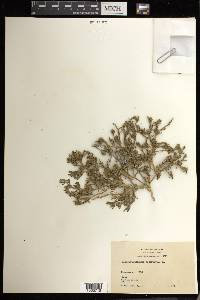 Mesembryanthemum nodiflorum image