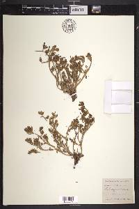 Sesuvium portulacastrum image