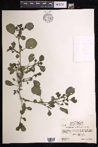 Trianthema portulacastrum image