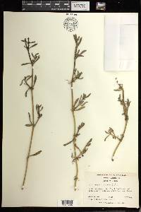 Sesuvium portulacastrum image