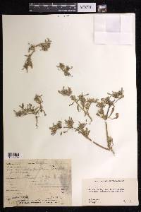 Sesuvium portulacastrum image