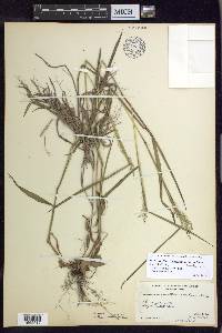 Dichanthelium dichotomum var. nitidum image