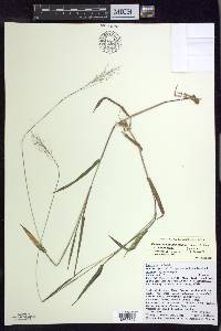 Dichanthelium dichotomum var. dichotomum image