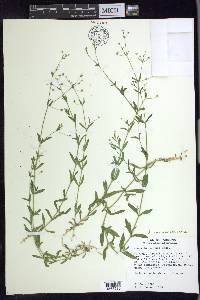 Arenaria lanuginosa var. saxosa image