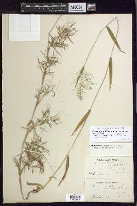 Dichanthelium dichotomum var. ramulosum image