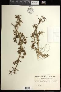 Sesuvium portulacastrum image