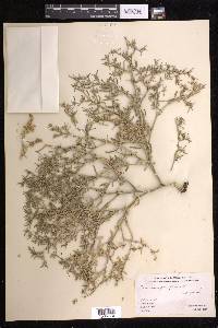 Sesuvium portulacastrum image
