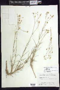 Eremogone macradenia var. macradenia image