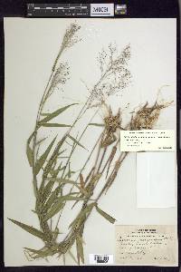 Dichanthelium dichotomum var. ramulosum image