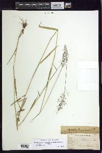 Dichanthelium acuminatum subsp. longiligulatum image