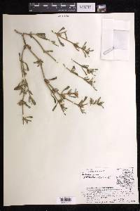 Sesuvium portulacastrum image