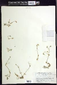 Cerastium beeringianum image