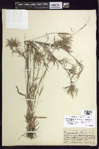 Dichanthelium dichotomum subsp. roanokense image