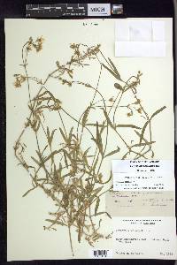 Cerastium velutinum image