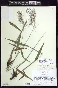 Dichanthelium acuminatum subsp. spretum image