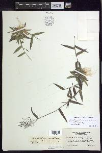 Dichanthelium dichotomum var. ramulosum image