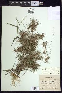 Dichanthelium dichotomum var. dichotomum image