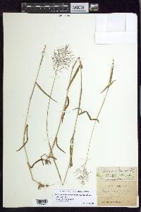 Dichanthelium dichotomum var. ramulosum image