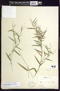 Dichanthelium dichotomum subsp. lucidum image