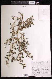 Sesuvium portulacastrum image