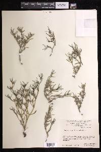 Sesuvium portulacastrum image