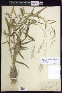 Dichanthelium dichotomum var. ramulosum image