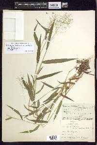 Dichanthelium dichotomum var. ramulosum image