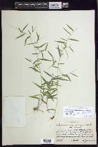 Dichanthelium dichotomum var. ramulosum image