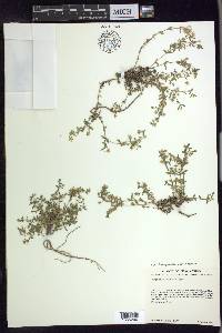 Arenaria lanuginosa var. saxosa image