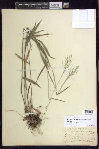 Dichanthelium dichotomum subsp. mattamuskeetense image