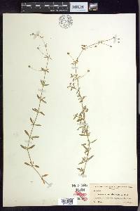 Arenaria lanuginosa var. lanuginosa image