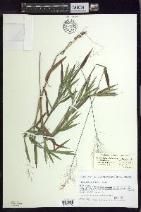 Dichanthelium dichotomum var. dichotomum image