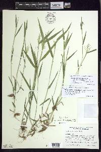 Panicum acuminatum image