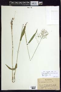 Dichanthelium dichotomum var. ramulosum image