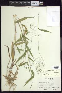 Dichanthelium dichotomum var. ramulosum image