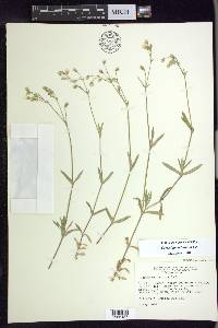 Cerastium velutinum image