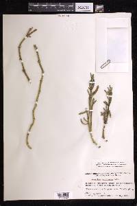 Sesuvium verrucosum image