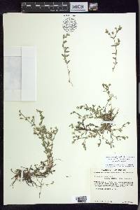 Arenaria lanuginosa var. saxosa image